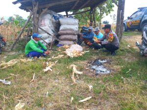 Bhabinkamtibmas Polsek Gondang Dampingi Petani Jagung, Dukung Program Ketahanan Pangan